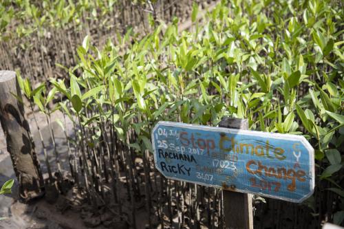 Mangrove saplings