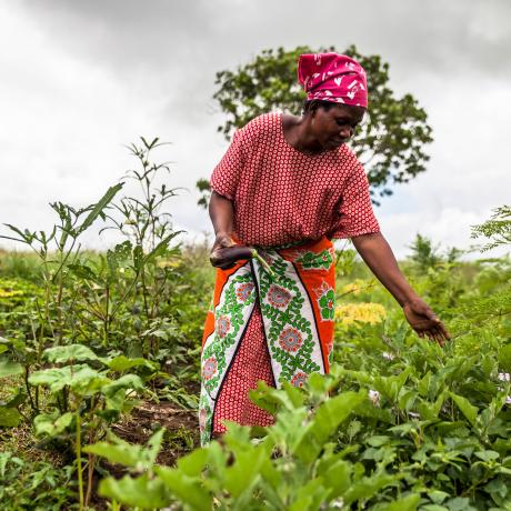 A woman farmer harvesting crops in a field